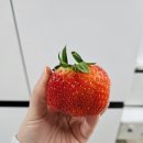 호호농장 | 정읍 북면 호호베리 딸기농장, 개쩌는 딸기 맛집 선물로 추천! 내돈내산