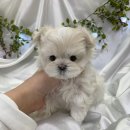 오독안심분양센터 강아지분양 고양이분양 시흥점 | 시흥강아지분양 오독안심분양센터 강아지분양 고양이분양 시흥점 추천해요