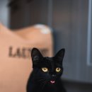 검은고양이 이미지