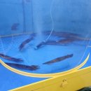 탐라종합어시장 답십리점 | 역곡횟집 - 가성비 참 좋은곳 탐라종합어시장(회집)