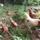 키다리농장 이미지