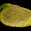 백두대간 자생씨앗 아름다움에 반하다 이미지