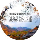구둔스테이 | [양평가볼만한곳]용문사의 1100년 은행나무 천연기념물 가을 산책 추천명소 !