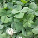 네잎클로버 이미지