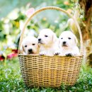 스마트폰으로 챗GPT 활용하기 이미지