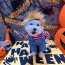 은평애견 이미지