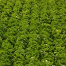 진도농장 이미지