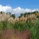 돌머리해수욕장 주차장 이미지