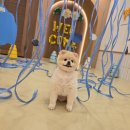 햇살내리는유치원 | 유치원] 숭실대입구역 애견 유치원 후기 / 중앙대 강아지 유치원 프로그램 "유치원에 비가 와요"/ 산책...