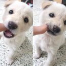 백구파출소 이미지