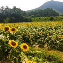 - 해바라기 축제 (전북 진안군 상전면 배넘실마을) 몇장 - 이미지