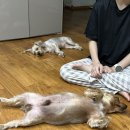 내일은:)하리짱