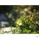 레몬트리 이미지