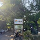 달카페&레스토랑 | [발리 한 달 살기] O'sea 카페&amp;레스토랑 후기｜현지식, 서양식｜사누르 조식 맛집