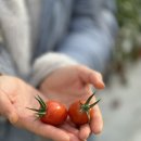 토토농장 이미지