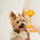 케이코야 이미지