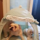 프불하우스 이미지