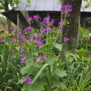 루나리아(lunaria)