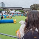 해피투개더 | [서울/중구]반려동물축제 &lt;2025중구 해피투개더&gt; 반려동물축제 방문후기