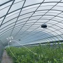 양남농장 | 울산 근교 양남 베리하우스, 블루베리 따기 체험 (비 오는 날 추천!)