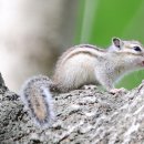 아기다람쥐 이미지