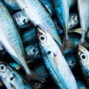 New fund available for Canadian fish and seafood industry 이미지