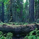 레드우드 이미지