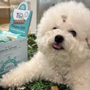 덴탈24 | 비숑 강아지치석제거 덴탈껌 추천템 뉴트리오 티덴플라그오프 급여후기