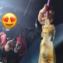 커피베이선단점 | 통영베이피싱 무늬오징어팁런 막바지시즌 키로오버 인생 무늬오징어 선상낚시 트리플히트