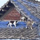 오자매 이미지