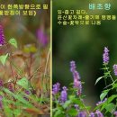 꽃향유 이미지
