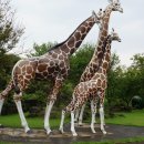 트릭아트뮤지엄 이미지