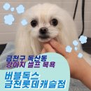 그루밍독스 | 금천구 독산동 버블독스 금천롯데캐슬점 강아지 셀프 목욕
