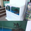 스시다은 네이버블로그
