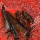 울릉천국 아트센터 | 울릉도매니아 마지막 편 울릉천국아트센터 대풍감 섬 일주 관광 유람선