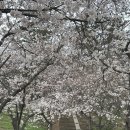 가좌1-05-052 | 울산 벚꽃 명소 선암호수공원 벚꽃 개화 실시간 후기｜주차·산책코스·방문팁