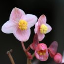 렉스베고니아(Begonia spp.) 이미지