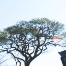 푸른초목장 이미지