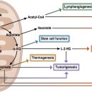 Mitochondrial TCA cycle metabolites control physiology and disease 이미지
