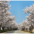 백리벚꽃길 네이버블로그