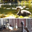 미운오리농장 이미지