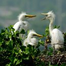 엄마밥줘 이미지