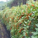 에벤에셀농장 이미지