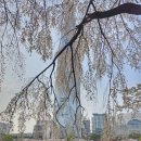 노들나루공원(야외무대 옆) | 석촌호수 벚꽃 만개 실시간 | 4월 3일 개화 절정