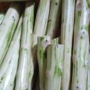 사니조아 이미지