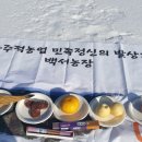 인삼의 미래(GNF)