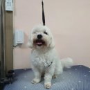 뷰티풀독 이미지