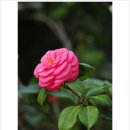 동백아가씨 이미지