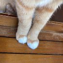 댕냥쩝쩝 | April🏷️