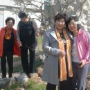 김말례 농장 Daum카페